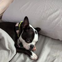 Banfield Pet Hospital ico