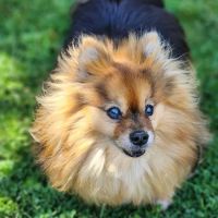 Werntz Memorial Animal Hospital ico