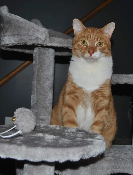 Titusville Veterinary Clinic 2