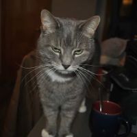 Titusville Veterinary Clinic ico