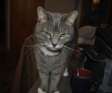 Titusville Veterinary Clinic