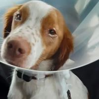 Marley Veterinary Clinic: Turner Amanda DVM ico