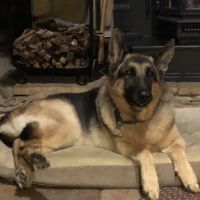 Sarver Animal Hospital ico
