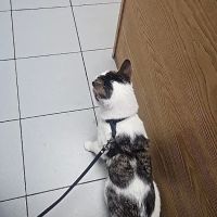 Animal Kingdom Pet Hospital ico