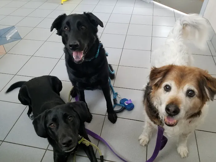 Animal Kingdom Pet Hospital 2