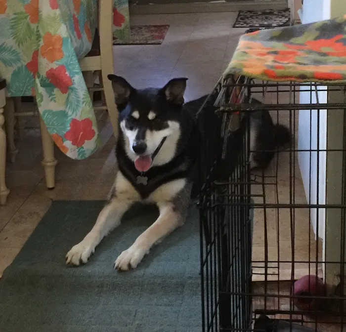 Animal Kingdom Pet Hospital 4