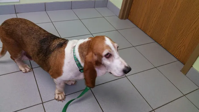 Animal Kingdom Pet Hospital 7