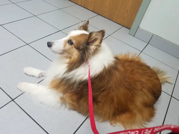 Animal Kingdom Pet Hospital 9