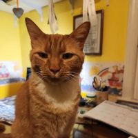 Twinbrook Veterinary Hospital ico