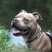 Chautauqua Veterinary Services ico