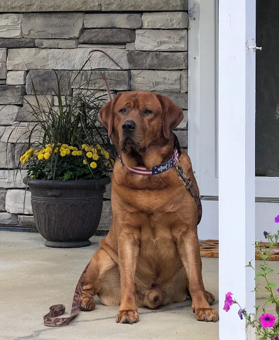 North East Animal Hospital 5