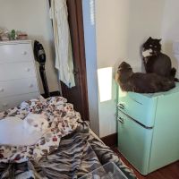 North East Animal Hospital ico