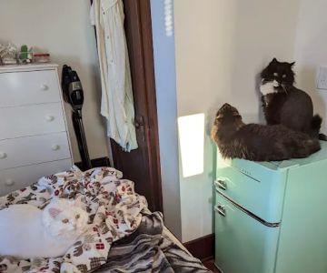 North East Animal Hospital