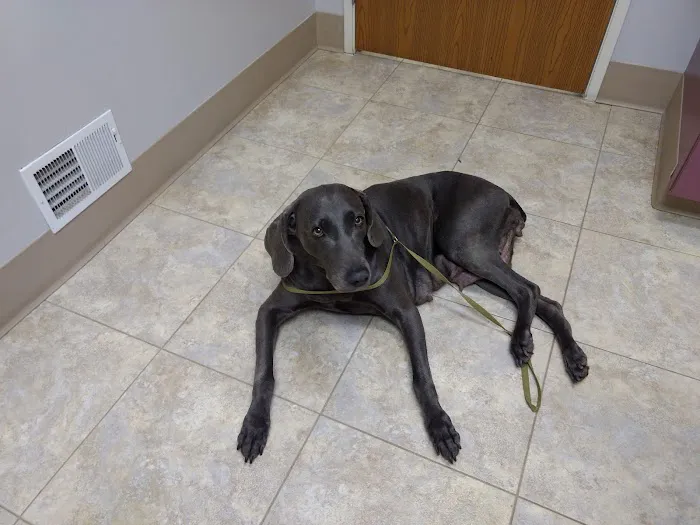 North East Animal Hospital 9