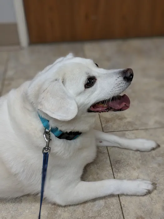 North East Animal Hospital 4