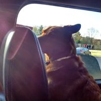 Ellery Center Veterinary Clinic ico