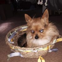Swanson Lori P DVM ico