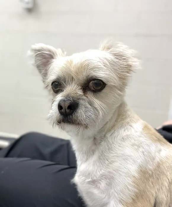 Skyline Animal Hospital 10
