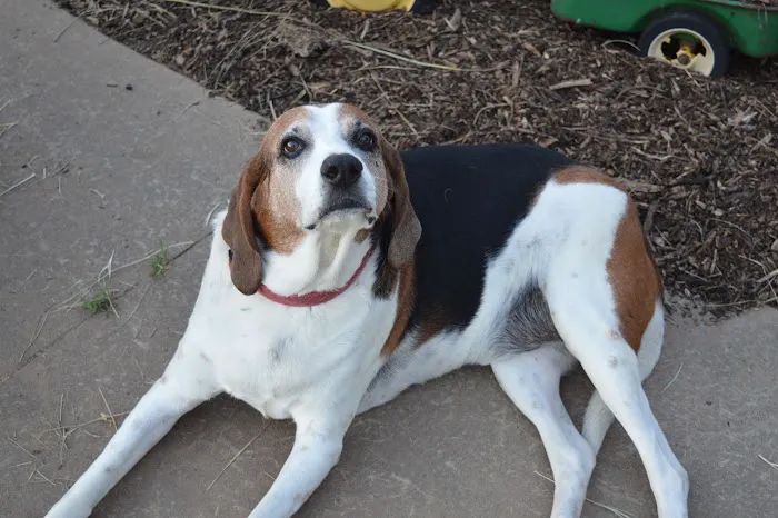 Animal Emergency Center of Tulsa 3