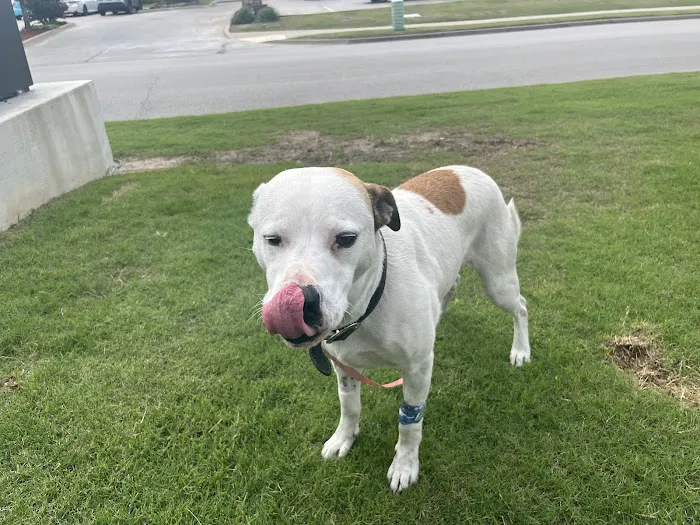 Animal Emergency Center of Tulsa 5
