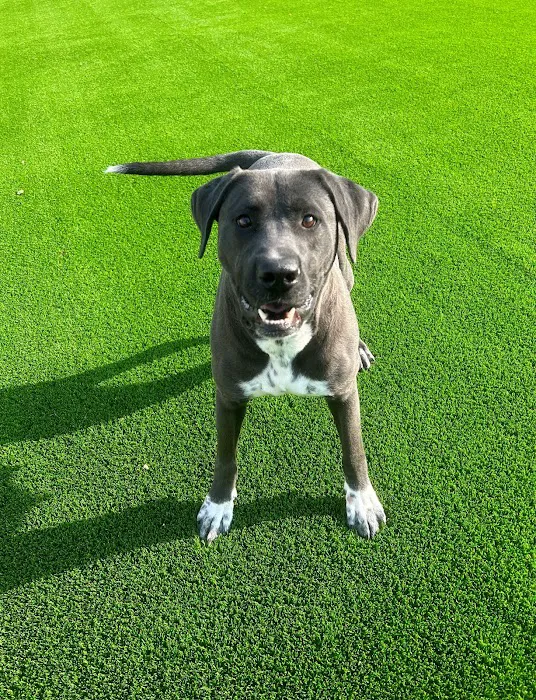 Alta Vista Animal Hospital & Pet Lodge 10