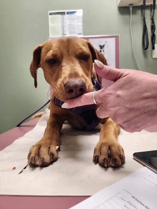 Alta Vista Animal Hospital & Pet Lodge 2