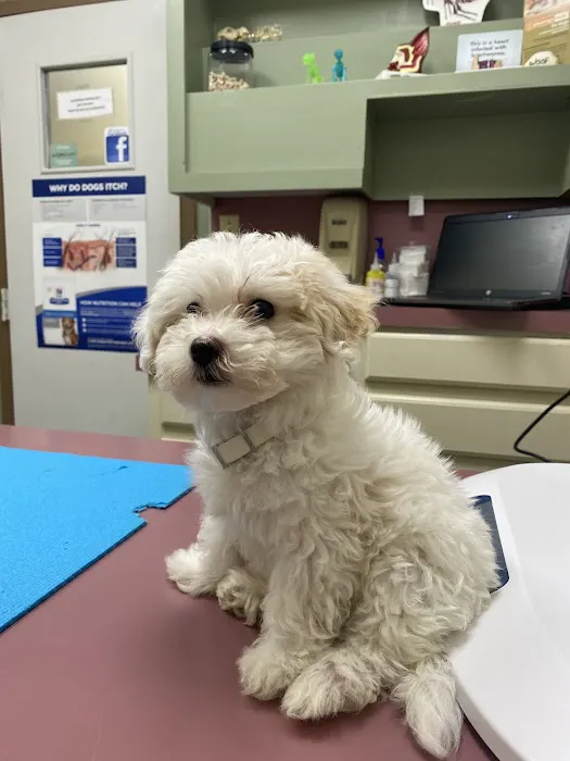 Alta Vista Animal Hospital & Pet Lodge 7