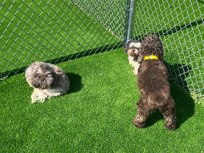 Alta Vista Animal Hospital & Pet Lodge 8