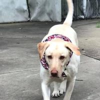 15th Street Veterinary Group ico