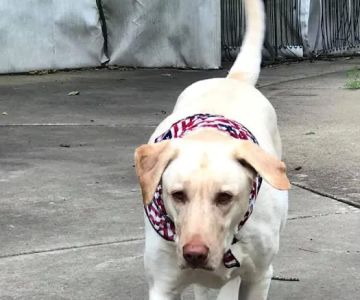 15th Street Veterinary Group