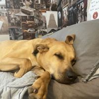 Jacox Animal Clinic ico
