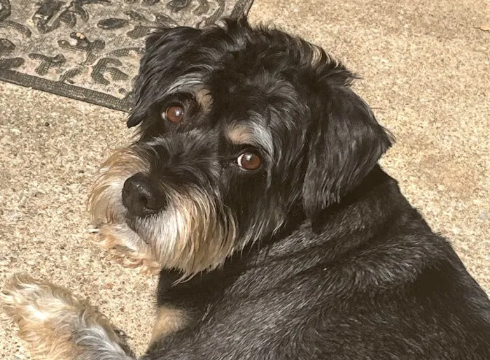 STATVet Animal Urgent Care at Cherry Street 4