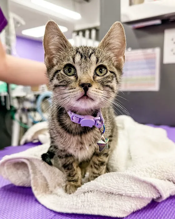 STATVet Animal Urgent Care at Cherry Street 6