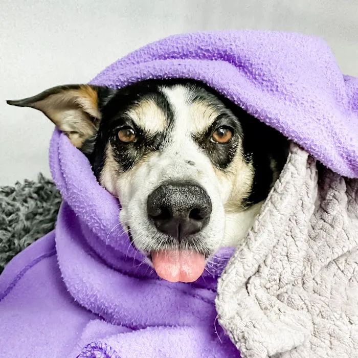 STATVet Animal Urgent Care at Cherry Street 8