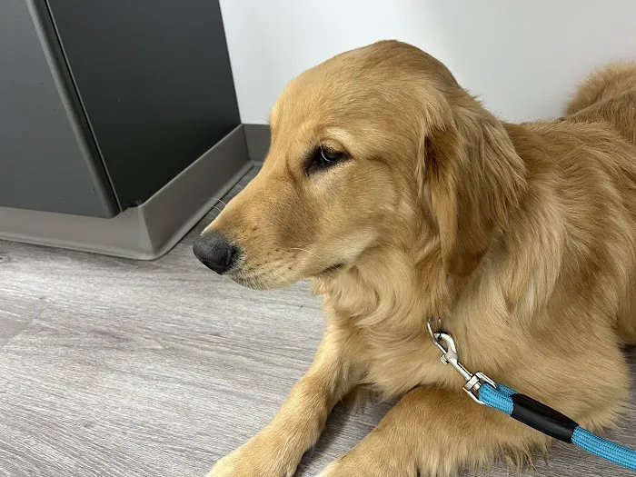 STATVet Animal Urgent Care at Cherry Street 3