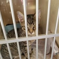 Ranch Acres Veterinary Hospital ico