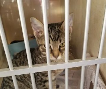 Ranch Acres Veterinary Hospital