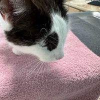 Elm Creek Animal Hospital ico