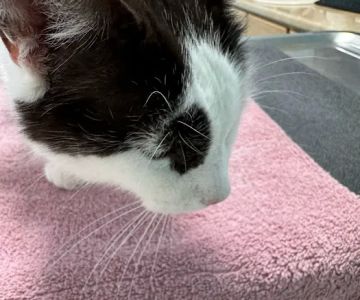 Elm Creek Animal Hospital