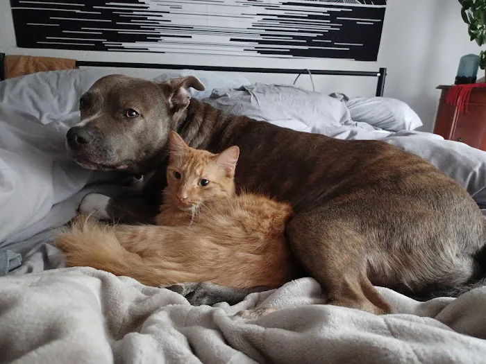 Best Friends Veterinary Hospital 3