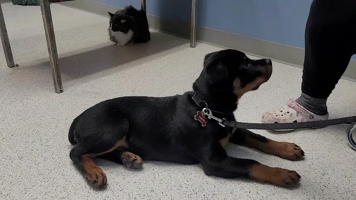 Best Friends Veterinary Hospital 4