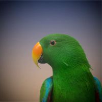 Best Friends Veterinary Hospital ico