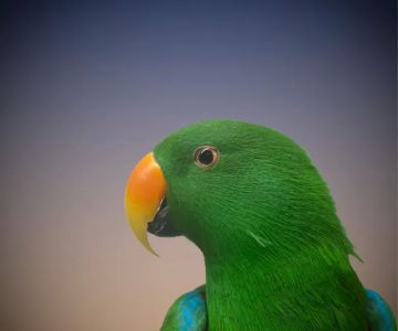 Best Friends Veterinary Hospital