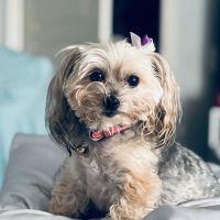 Heritage Veterinary Hospital ico