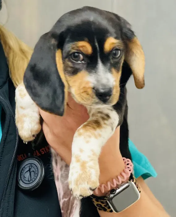 Appelbaum Animal Clinic 8
