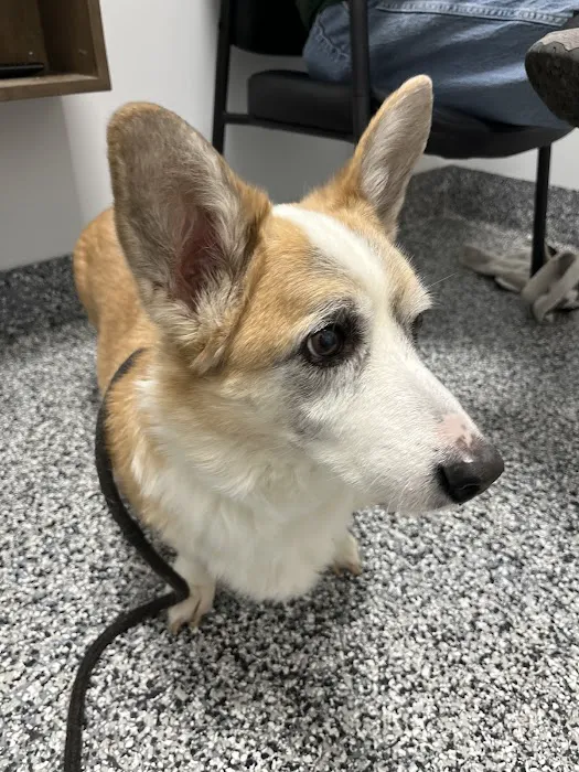 Tulsa Animal Urgent Care 5