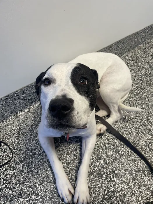 Tulsa Animal Urgent Care 9