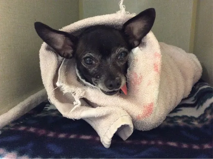 VCA Woodland Broken Arrow Animal Hospital 3