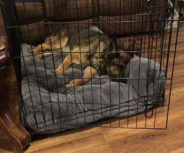 VCA Woodland Broken Arrow Animal Hospital