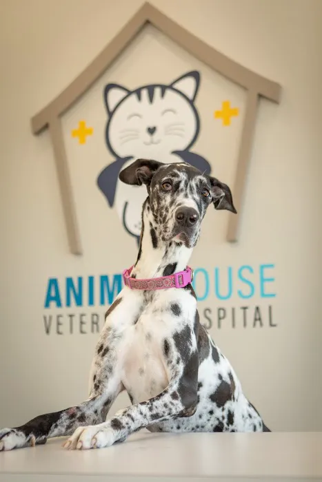 Animal House Veterinary Hospital 5
